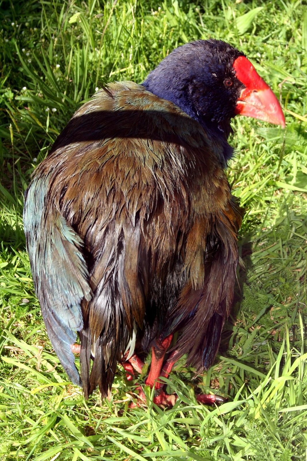 Te Anau Bird Sanctuary
